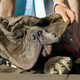 Martha, ganadora del concurso de perros más feos del mundo. Imagen: AP